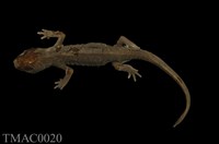 藏品(劍尾蠑螈)的圖片